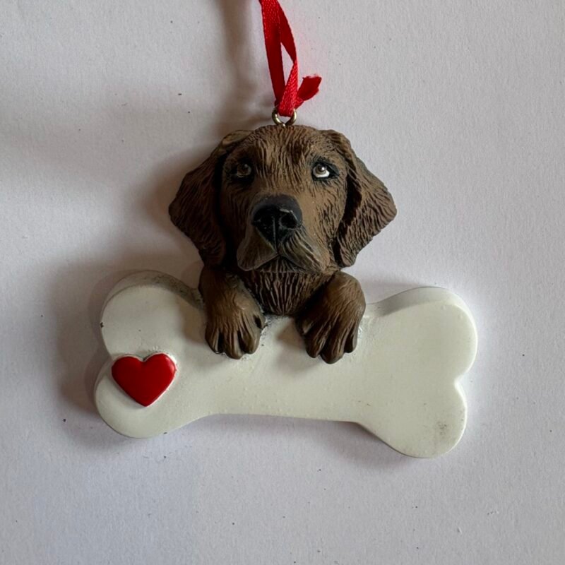 Chocolate labrador