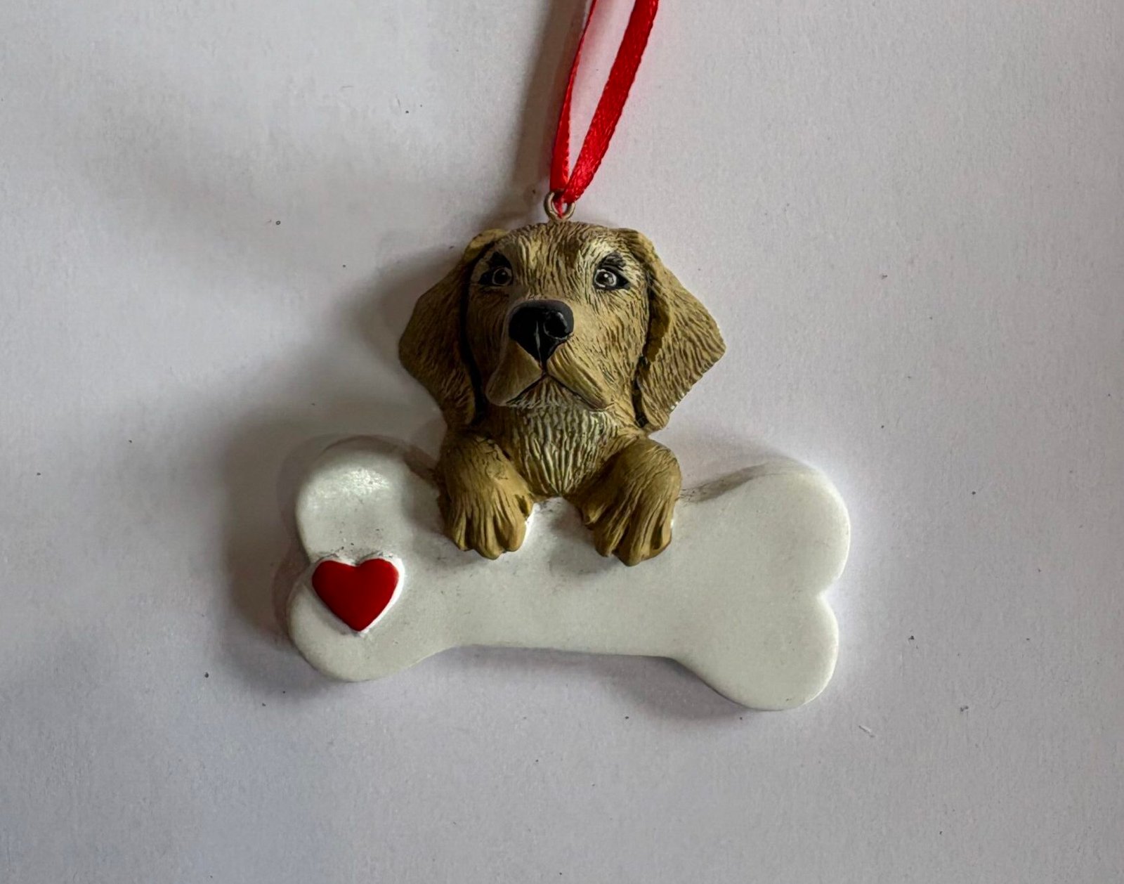Labrador Retriever Y